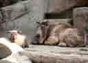 動物図鑑・ゴールデンターキン 7